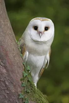 Images Dated 29th July 2008: Female barn owl, Tyto alba, World Owl Trust, Muncaster Castle, Ravenglass