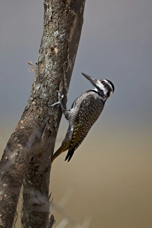 Serengeti Prints: Female bearded woodpecker (Dendropicos namaquus)