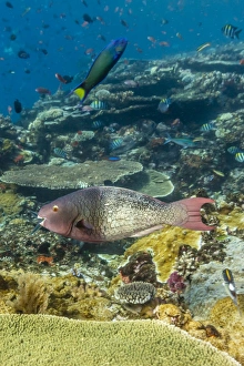 Komodo Island Prints: Female bicolor parrotfish (Cetoscarus bicolor)