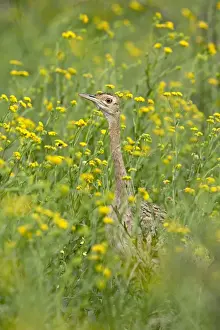 Imfolozi Prints: Female black-bellied bustard (black-bellied korhaan) (Eupodotis melanogaster) among yellow wildflowers