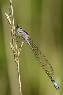 Invertebrates Prints: Female blue-tailed damselfly (Ischnura elegans)