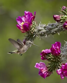 Hummingbird Prints: Female broad-tailed hummingbird (Selasphorus platycercus) feeding at a Walkingstick Cholla (Cane Cholla)