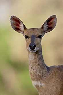 Images Dated 13th November 2007: Female Bushbuck (Tragelaphus scriptus), Kruger National Park, South Africa, Africa
