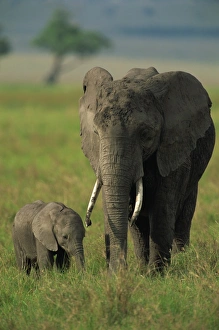 Female and calf