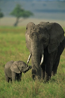 Female and calf