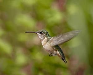 Images Dated 20th February 2009: Female calliope Hummingbird (Stellula calliope) hovering, near Oliver, British Columbia
