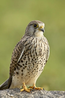 Images Dated 10th February 2007: Female common kestrel (Falco tinnunculus), Serengeti National Park, Tanzania