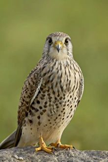 Images Dated 10th February 2007: Female common kestrel (Falco tinnunculus), Serengeti National Park, Tanzania