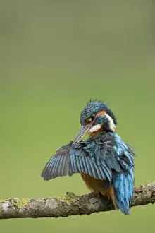 Female common kingfisher (Eurasian kingfisher) (Alcedo atthis) preening wings in West Yorkshire