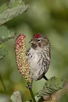 Images Dated 4th May 2009: Female common redpoll (Carduelis flammea), Archangel Pass, Alaska, United States of America