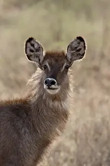 Female common waterbuck (Ellipsen waterbuck) (Kobus ellipsiprymnus ellipsiprymnus)
