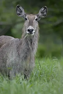 Female Common Waterbuck (Ellipsen Waterbuck) (Kobus ellipsiprymnus ellipsiprymnus)