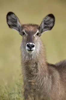 Female Common Waterbuck (Ellipsen Waterbuck) (Kobus ellipsiprymnus ellipsiprymnus) eating, Kruger National Park, South Africa, Africa