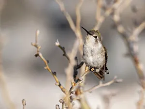 Hummingbird Prints: Female Costa's hummingbird (Calypte costae)