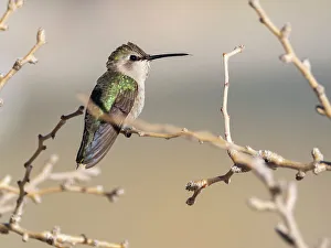Hummingbird Prints: Female Costa's hummingbird (Calypte costae)