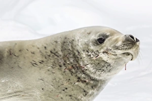 Headshot Prints: Female crabeater seal (Lobodon carcinophaga)