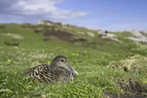 Nest Collection: Female eider duck on nest