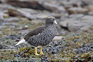Female Falkland flightless steamer duck (Tachyeres brachypterus), New Island Female Falkland flightless steamer duck (Tachyeres brachypterus), New Island