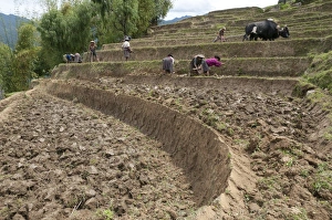 Terraces Prints: Female farmers at work in rice terraces, Radi, Eastern Bhutan, Bhutan, Asia