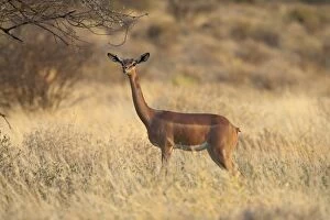Images Dated 15th February 2005: Female gerenuk (Litocranius walleri), Samburu National Reserve, Kenya, East Africa