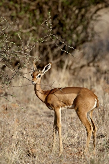 Images Dated 27th September 2007: Female gerenuk (Litocranius walleri) feeding, Masai Mara National Reserve