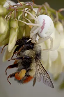 Eating Prints: Female goldenrod spider (Misumena vatia) eating a red-tailed bumble bee