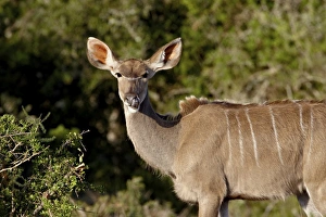 Images Dated 2nd November 2007: Female Greater Kudu (Tragelaphus strepsiceros), Addo Elephant National Park