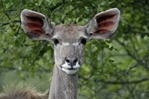 Images Dated 8th November 2007: Female Greater Kudu (Tragelaphus strepsiceros), Imfolozi Game Reserve, South Africa