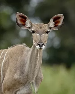 Images Dated 11th November 2007: Female Greater Kudu (Tragelaphus strepsiceros), Kruger National Park, South Africa