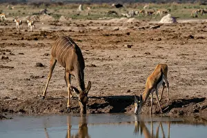 Savanna Prints: A female greater kudu (Tragelaphus strepsiceros) and springbok (Antidorcas marsupialis) drinking at a waterhole