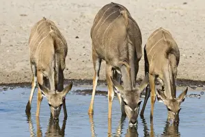 Refreshment Prints: Female greater kudu and young (Tragelaphus strepsiceros) drinking at waterhole, Botswana