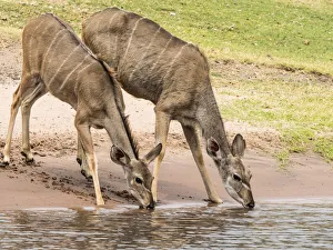 Female greater kudus (Tragelaphus strepsiceros), drinking water in Chobe National Park Female greater kudus (Tragelaphus strepsiceros), drinking water in Chobe National Park