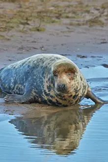 Lincolnshire Prints: A female Grey Seal (Halichoerus grypus) on the shore in winter
