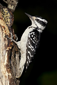 Images Dated 11th May 2009: Female hairy woodpecker (Picoides villosus), Wasilla, Alaska, United States of America