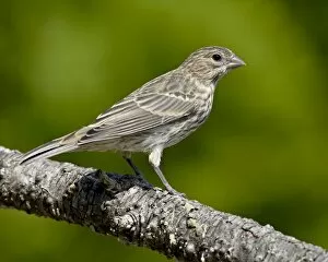 Images Dated 4th March 2009: Female house finch (Carpodacus mexicanus), near Saanich, British Columbia