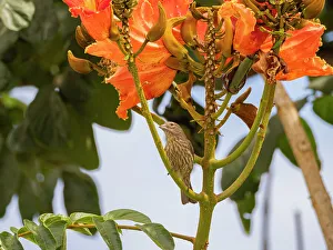 Floral Prints: A female house finch (Haemorhous mexicanus)
