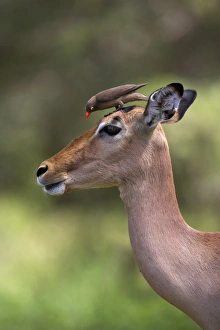 Egg Laying Prints: Female impala