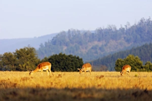 Female impala (Aepyceros melampus), Mlilwane Wildlife Sanctuary, Swaziland, Africa