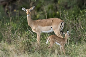 Antelope Prints: A female impala (Aepyceros melampus) with its calf, Kenya, East Africa, Africa