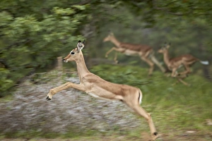 Antelope Prints: Female impala (Aepyceros melampus) running, Kruger National Park, South Africa, Africa