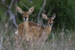 Tsavo Prints: Female impalas (Aepyceros melampus), Tsavo, Kenya, East Africa, Africa