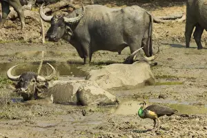 Buffalo Prints: Female Indian peafowl dwarfed by big buffalo in Kumana National Park