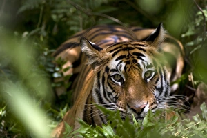 Tiger Prints: Female Indian Tiger