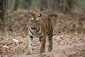 Female Indian tiger (Bengal tiger) (Panthera tigris tigris)