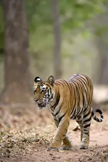 Tiger Prints: Female Indian tiger (Bengal tiger) (Panthera tigris tigris)