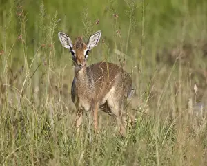 Serengeti Prints: Female Kirks dik dik (Kirks dik-dik) (Madoqua kirkii)