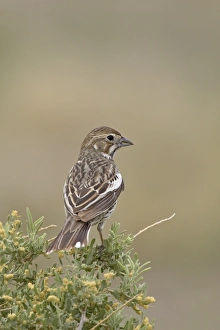 Images Dated 26th June 2007: Female lark bunting (Calamospiza melanocorys), Pawnee National Grassland