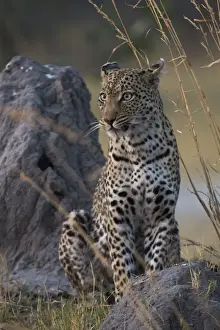 Leopard Prints: A female leopard (Panthera pardus) standing on a termite mound in the early evening