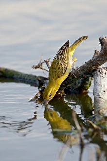 Images Dated 15th November 2007: Female Lesser Masked Weaver (Ploceus intermedius) drinking, Kruger National Park