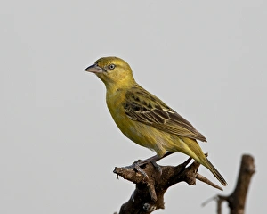 Images Dated 15th November 2007: Female Lesser Masked Weaver (Ploceus intermedius), Kruger National Park